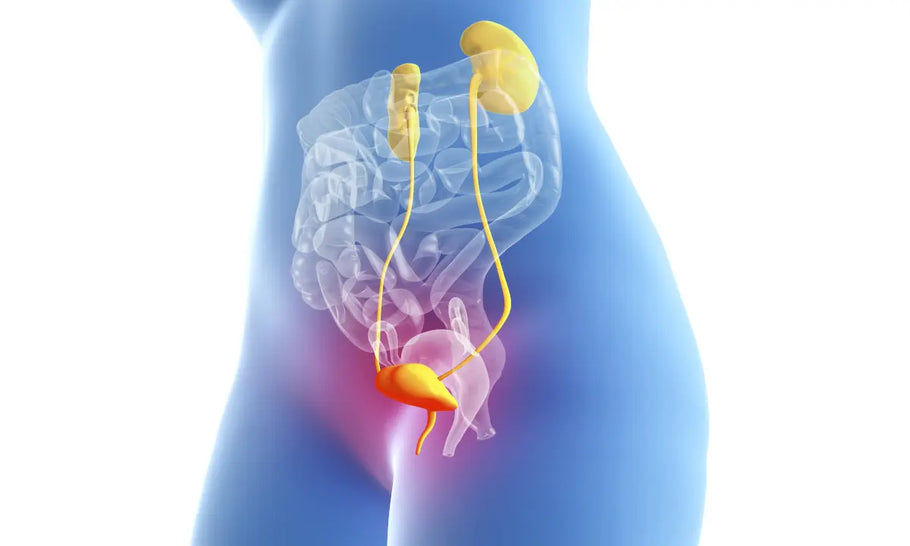 Urox may reduce symptoms of overactive bladder, says recent animal study